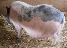 Deutsches-Sattelschwein_2302.jpg